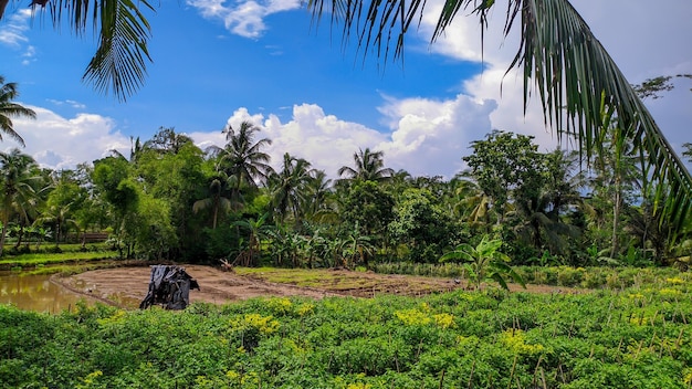 Foto achtergrondbeeld van blauwe lucht met bosbomen in indonesië