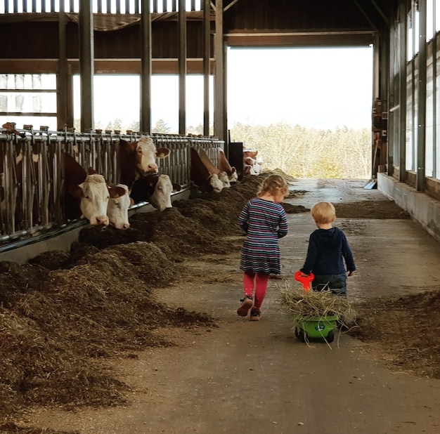 Achtergrondbeeld van broers en zussen die in de schuur lopen