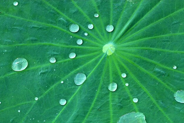 achtergrondbeeld van de groene bladader