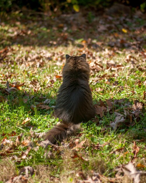 Foto achtergrondbeeld van een kat op het veld