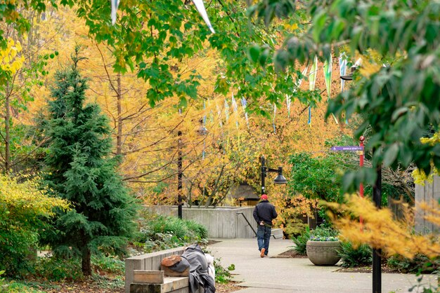 Foto achtergrondbeeld van een man die in de herfst langs planten loopt