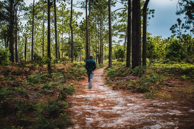 Foto achtergrondbeeld van een man die op een voetpad tussen bomen in het bos loopt