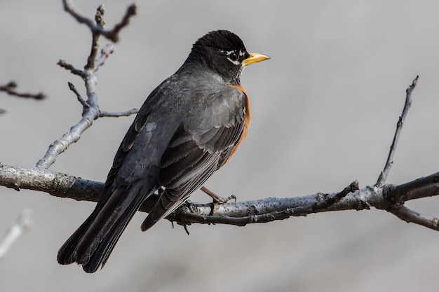 Achtergrondbeeld van een vogel op een tak tegen een wazige achtergrond