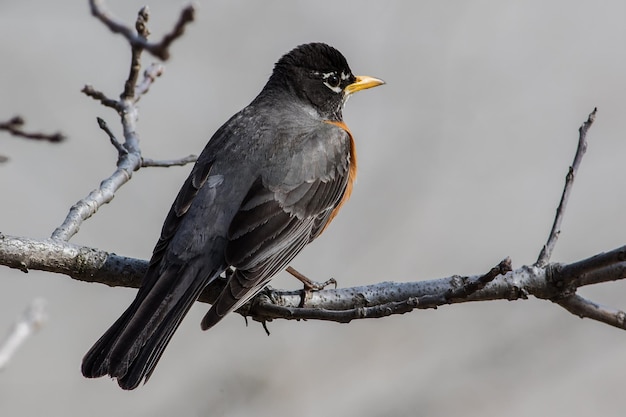 Foto achtergrondbeeld van een vogel op een tak tegen een wazige achtergrond