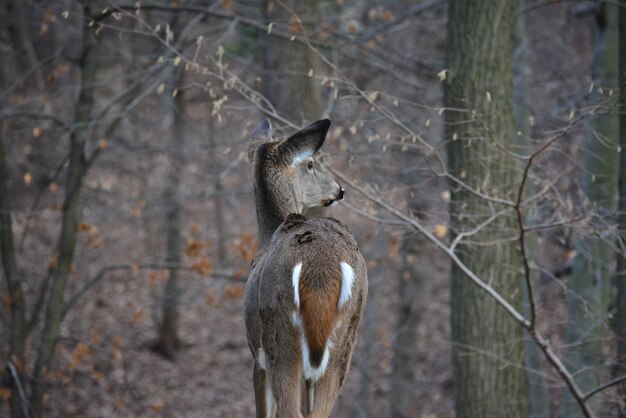 Foto achtergrondbeeld van herten die in het bos staan