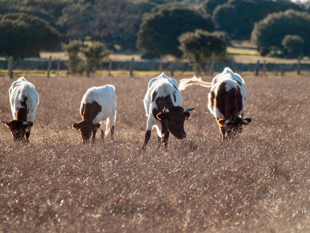 Foto achtergrondbeeld van koeien die op het veld lopen