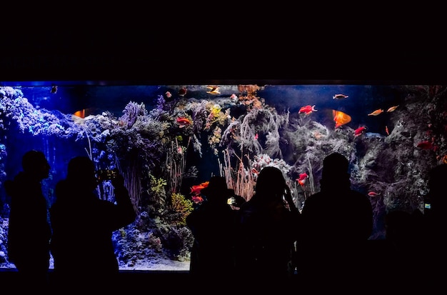 Foto achtergrondbeeld van mensen in het aquarium