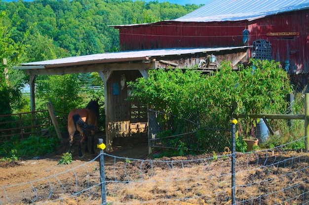 Foto achtergrondbeeld van paard in de stal