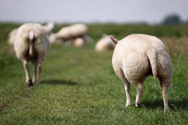 Achtergrondbeeld van schapen op een grasveld