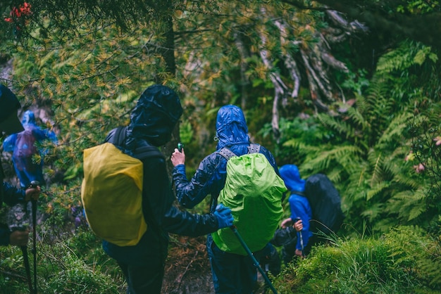 Achtergrondbeeld van wandelaars die tijdens het regenseizoen in het bos wandelen
