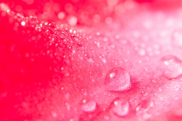 Foto achtergronddruppel op de roze bloembloemblaadjes
