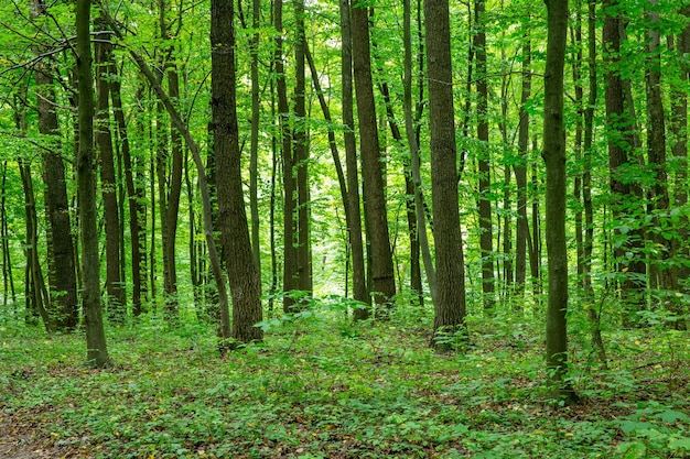 Achtergronden van de de aard de groene houten van de bosbomen aard