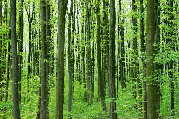 Achtergronden van de de aard de groene houten van de bosbomen aard