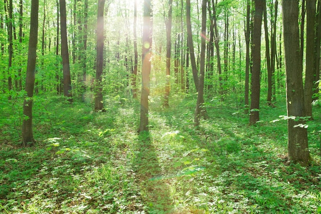 Achtergronden van de de aard de groene houten van de bosbomen aard