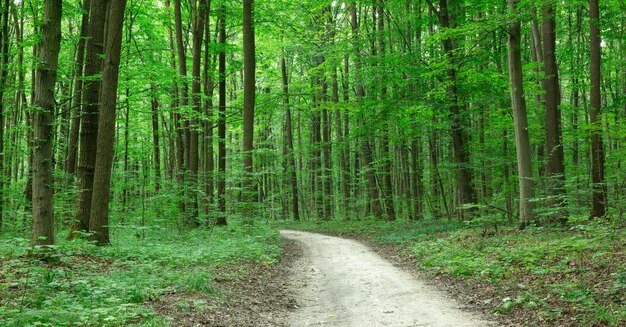 Achtergronden van de de aard de groene houten van de bosbomen aard