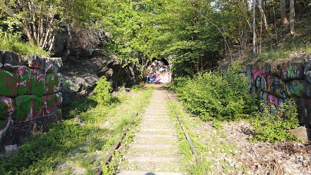 Achtergrondfoto's van de peruaanse jungle bomen en natuur