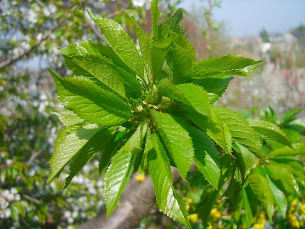 Achtergrondfoto van groen gebladerte