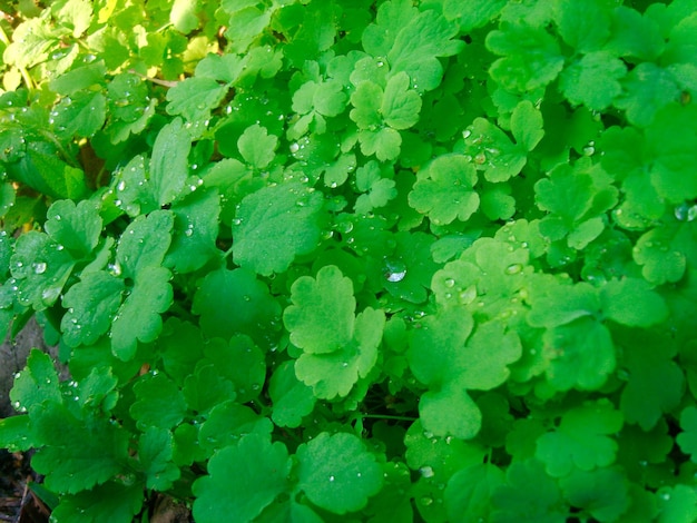 Achtergrondfoto van groen gebladerte