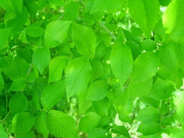 Achtergrondfoto van groen gebladerte