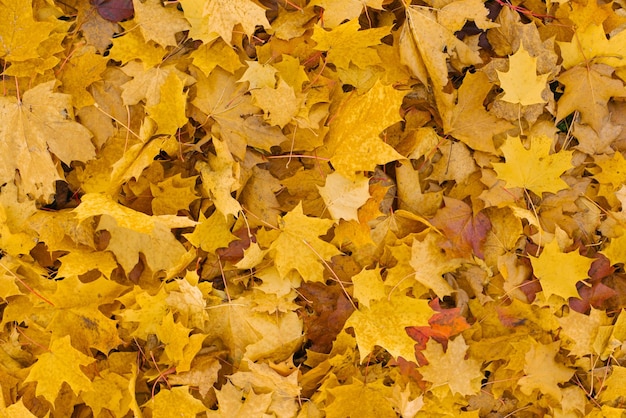 Achtergrondgroep herfst gele bladeren