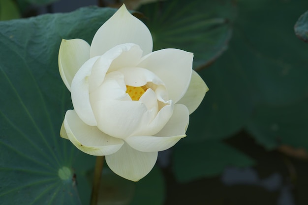 Achtergrondlotusbloem in de rivier