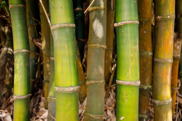 Achtergrondstructuur struikgewas van bamboebomen