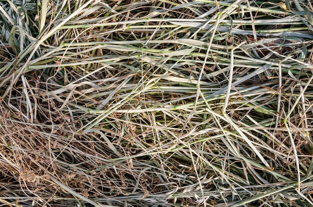 Achtergrondstructuur van hooi Droog gras