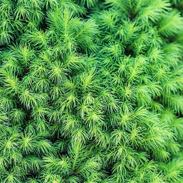 Achtergrondstructuurpatroon van groene spruiten van decoratieve naaldhout Canadese glauca Conica spruce