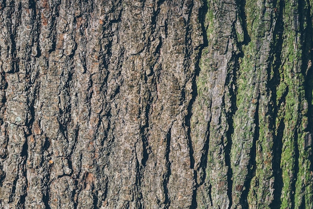 Achtergrondtextuur van oude boomschors, met omringend licht