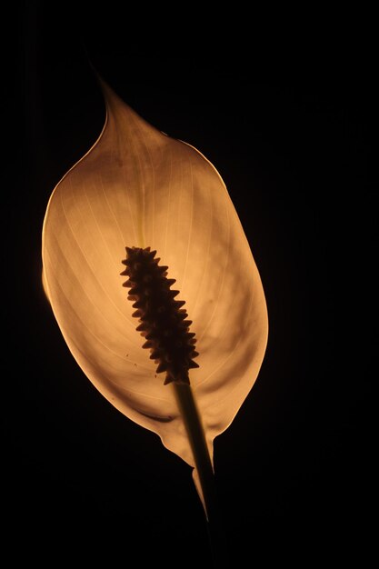 Achtergrondverlichting van spathiphyllum