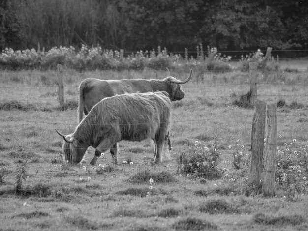 Photo achterhoek in holland