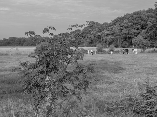 Photo achterhoek in holland