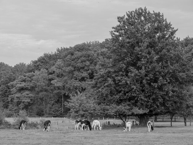 achterhoek in holland