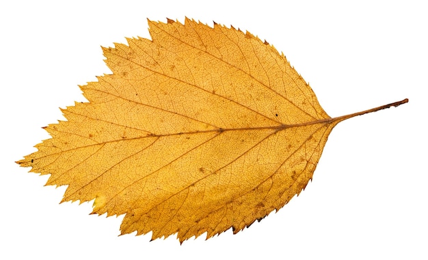 Achterkant van geel gevallen blad van meidoornboom