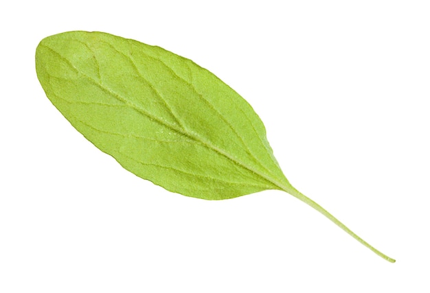 Foto achterkant van groen blad van marjolein kruid geïsoleerd
