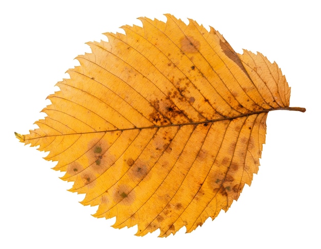 Achterkant van rottend herfstblad van iepenboom