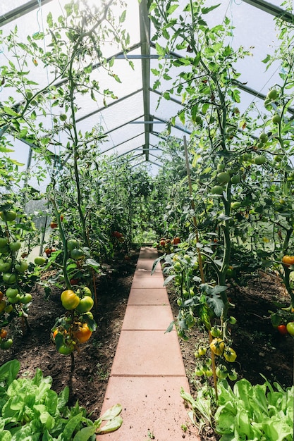 Achtertuin kas met tomatenteelt