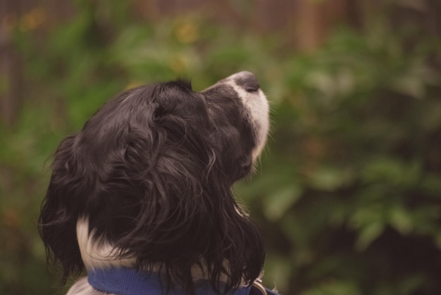 Achteruitzicht van een hond die buiten staat