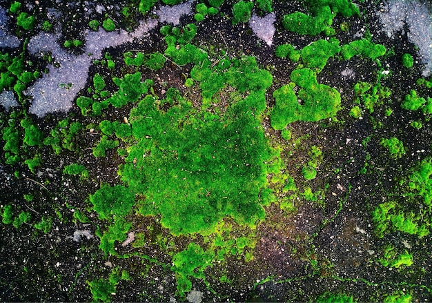 Acid toxic moss on the asphalt road background