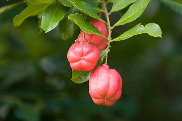 Ackee fruit