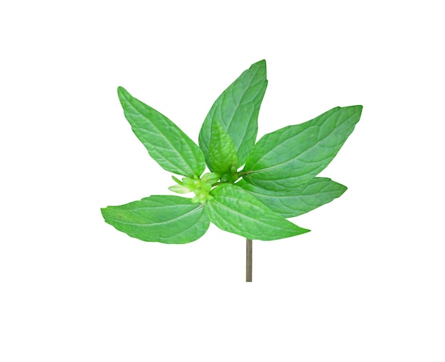 Acmella oleracea is used as leafy greens and folk remedy also used flavoring in chewing tobacco