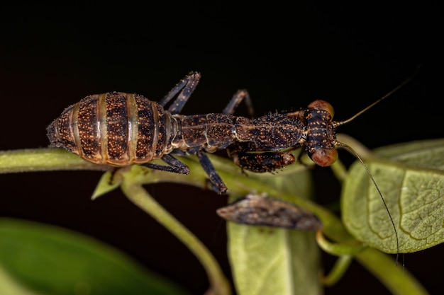 Acontistid Mantis Nimf van het geslacht Metaphotina