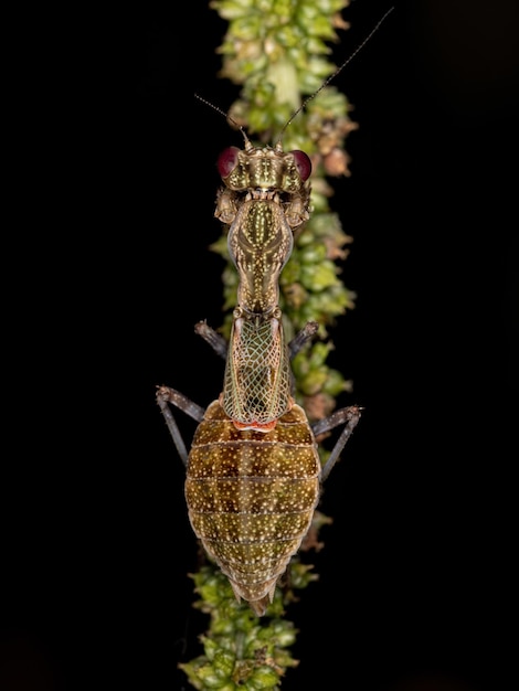 Acontistid Mantis Nymph