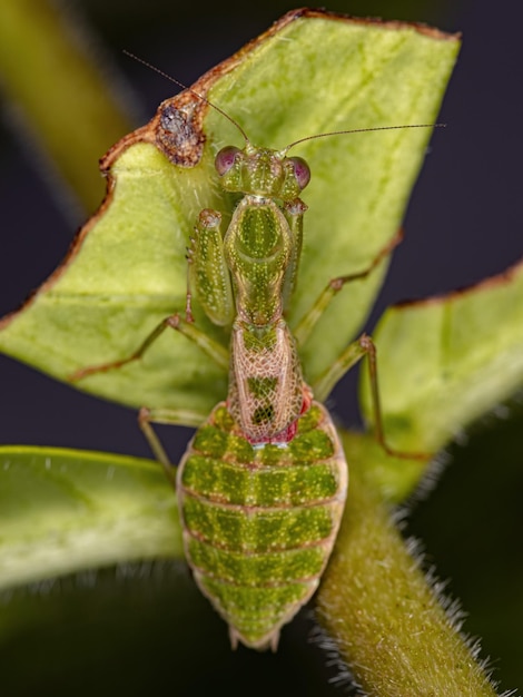 Acontistid Mantis Nymph