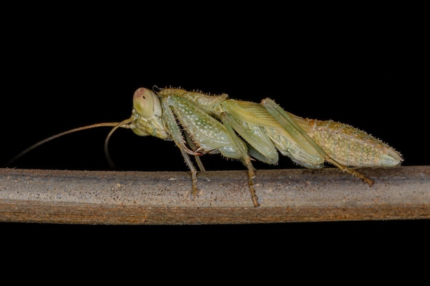 Acontistid mantis nymph