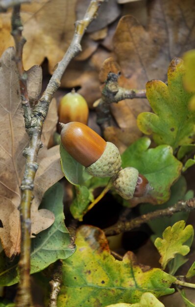 Acorn on a branch among leaf