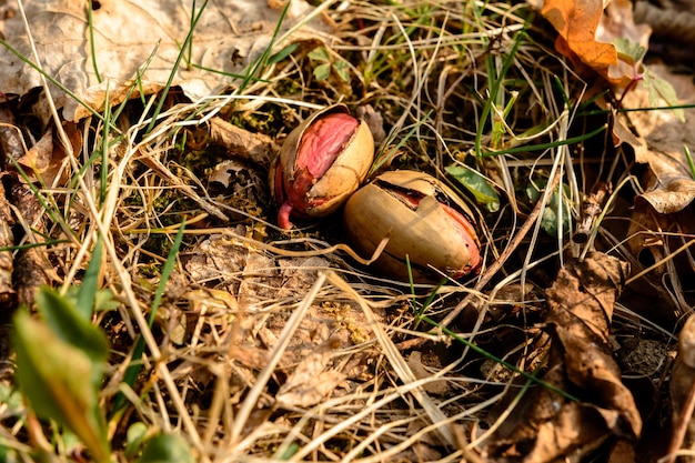 The acorn laid a root between the leaves in the forest