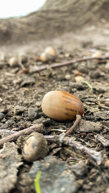 An acorn lies on the ground in the autumn forest