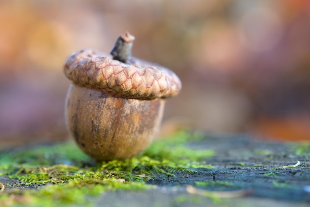 Photo acorn lies