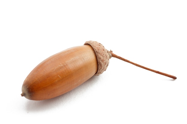 Acorn of oak tree isolated on white background. Natural food.